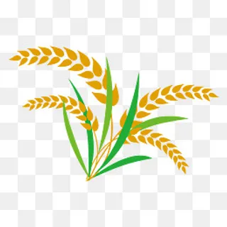 矢量图黄色的小麦,免抠元素