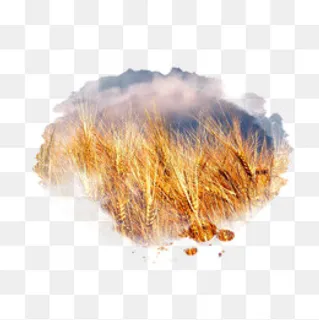 秋季丰收金黄的水稻,免抠元素