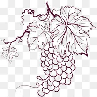 线条板绘葡萄