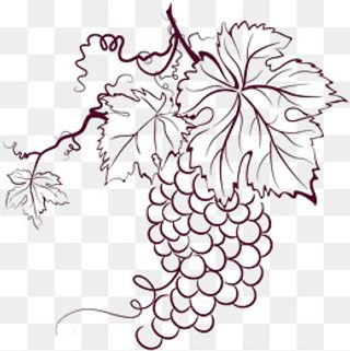 线条板绘葡萄