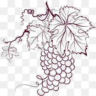 线条板绘葡萄