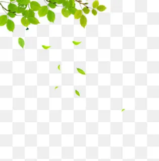 小清新绿色叶子边框,免抠元素