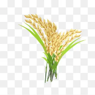 黄色水稻谷穗插图,免抠元素