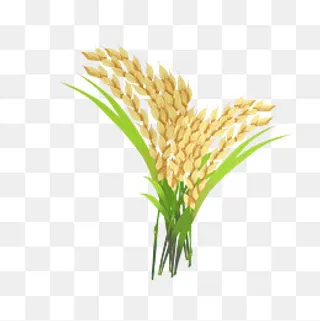 黄色水稻谷穗插图,免抠元素