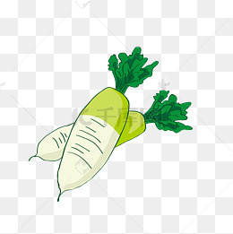 绿色新鲜白萝卜