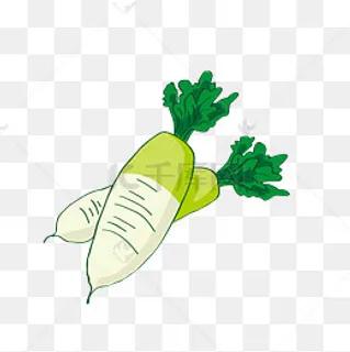 绿色新鲜白萝卜