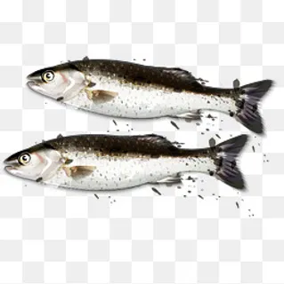 创意咸鱼海鲜食物设计 创意咸鱼海鲜食物设计