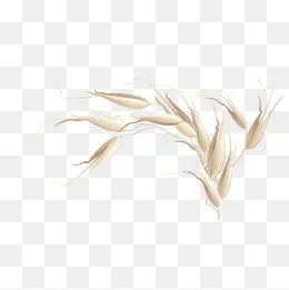饱满荞麦穗(2126*2126px)eps,ai矢量模版下载