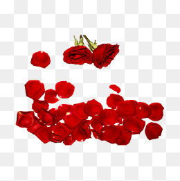 玫瑰花瓣（png免抠）