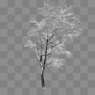 冬天里雪覆盖的树,免抠元素