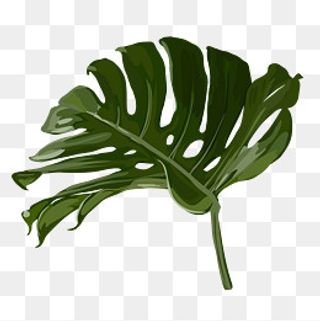 绿色植物热带叶子元素,免抠元素