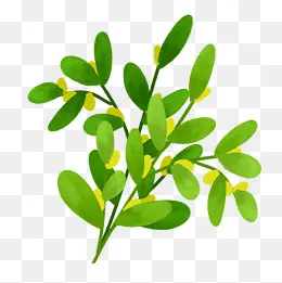 手绘绿色植物绿叶果子,免抠元素