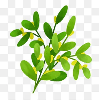 手绘绿色植物绿叶果子,免抠元素 手绘绿色植物绿叶果子,免抠元素