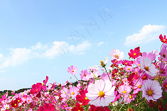 格桑花与蓝色背景背景图片素材,背景元素