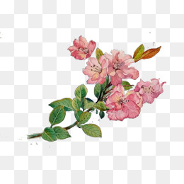 手绘海棠免扣素材,免抠元素