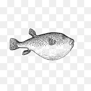 手绘卡通鱼素材,免抠元素