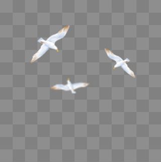 三只手绘的白色海鸥,免抠元素