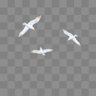 三只手绘的白色海鸥,免抠元素