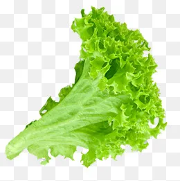 实物绿色新鲜生菜,免抠元素(800*800px)