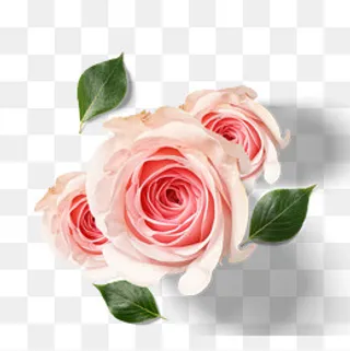 美丽的鲜花花瓣