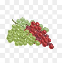 手绘水果png素材,免抠元素