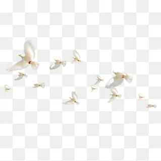 飞翔的白鸽鸟群,免抠元素