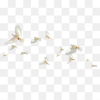 飞翔的白鸽鸟群,免抠元素