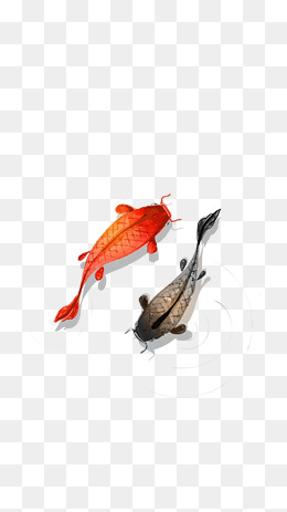 新年锦鲤免扣PNG2019,免抠元素