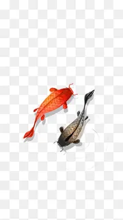 新年锦鲤免扣PNG2019,免抠元素