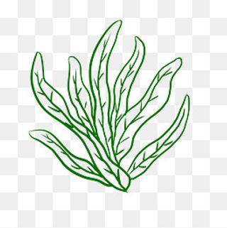 世界海洋日手绘蓝色海草,免抠元素