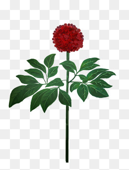 三七花 植物 药材下载,免抠元素