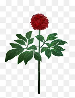 三七花 植物 药材下载,免抠元素