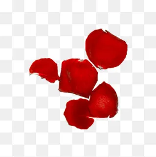 玫瑰花瓣（png免抠）