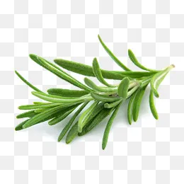 实色绿色植物迷迭香,免抠元素(2669*1951px)