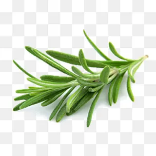 实色绿色植物迷迭香,免抠元素