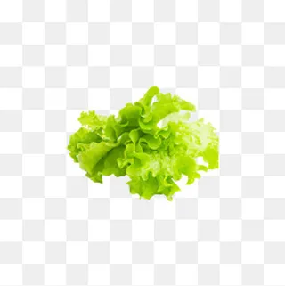 绿色生菜,免抠元素