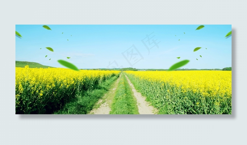 油菜花大气树叶渐变蓝色banner背景图片素材