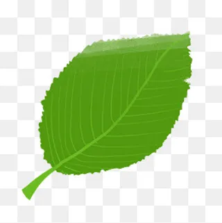 一片绿色的叶子,免抠元素