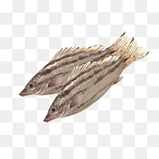 手绘漂亮的海鲜鱼