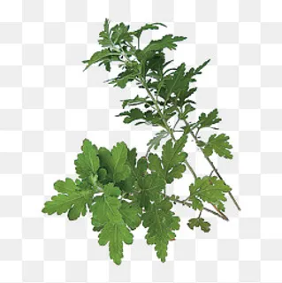 艾叶植物矢量文件 艾叶植物矢量文件