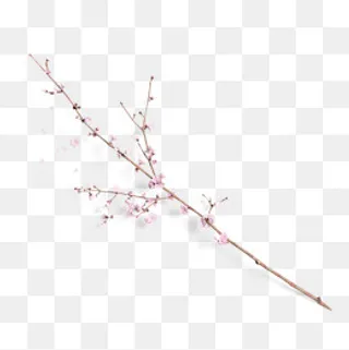 粉红色花枝设计图案,免抠元素