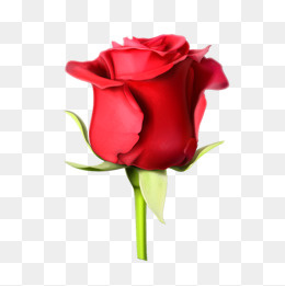 七夕节手绘红玫瑰,免抠元素