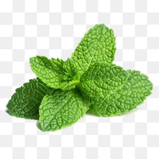 有机椒薄荷,免抠元素