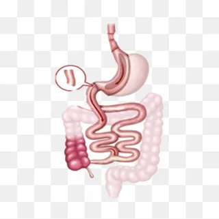 人体器官,免抠元素