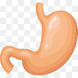 人体器官胃矢量下载,免抠元素