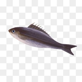 手绘黑色的海鲜鱼,免抠元素