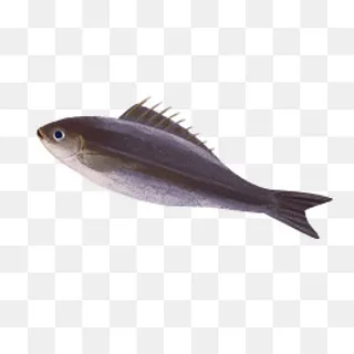 手绘黑色的海鲜鱼,免抠元素