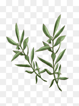 国际和平日橄榄叶原创商用元素,免抠元素