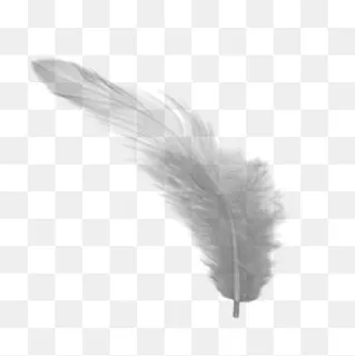 一个矢量彩色羽毛