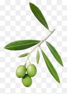 植物橄榄,免抠元素